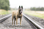 standing Malinois