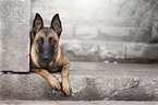 lying Malinois