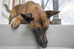 lying Malinois