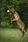playing Malinois Puppy