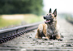 lying Malinois