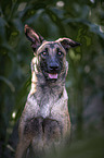 Malinois portrait