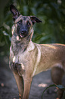 standing Malinois