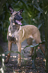 standing Malinois