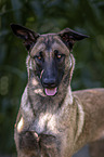 Malinois