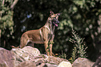 standing Malinois
