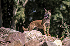 standing Malinois