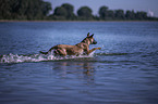 running Malinois