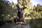 lying Malinois