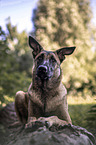 lying Malinois