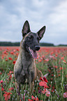 Malinois in the poppy field