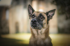 Malinois portrait