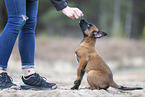 young woman with dogs