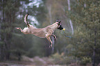 Malinois