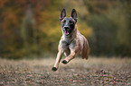 Malinois