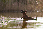 Malinois in the water