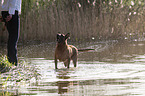 Malinois in the water