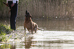 Malinois in the water