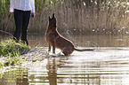 Malinois in the water