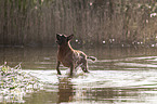 Malinois in the water