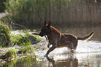 Malinois in the water