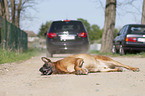 car accident