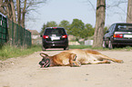 car accident