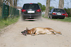 car accident