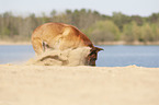 Malinois in the sand