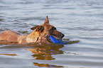 swimming Malinois
