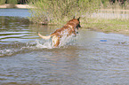 running Malinois
