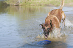 playing Malinois