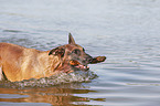 swimming Malinois