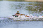 splashing Malinois