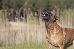 Malinois Portrait