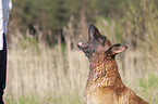 Malinois Portrait