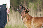 Malinois Portrait