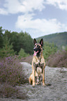sitting Malinois