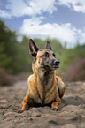 lying Malinois