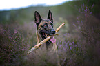 Malinois portrait
