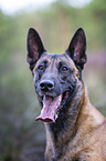 Malinois portrait