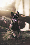 young Malinois