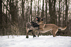 2 Malinois