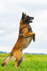 begging Malinois