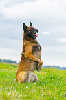 begging Malinois