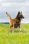 trotting Malinois