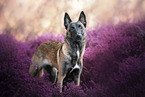 female Malinois