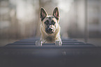 young Malinois
