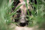 adult Malinois