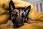 adult Malinois
